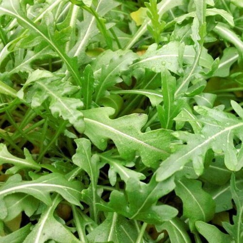 BIO divja rukola - 1 g Cene