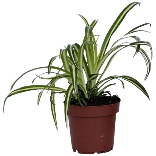 Plant in a Box rastlina pajek - chlorophytum comosum 'atlantic' - V25-40cm - ⌀12cm, (21758147) Cene