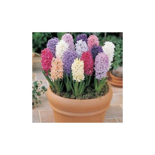  Hyacinthe MIX x20 Cijene