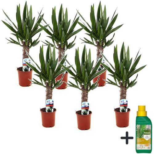 Plant in a Box prstasta juka - 6 kos - yucca elephantipes - višina 50-60cm - ⌀14cm, (21758245) Cene