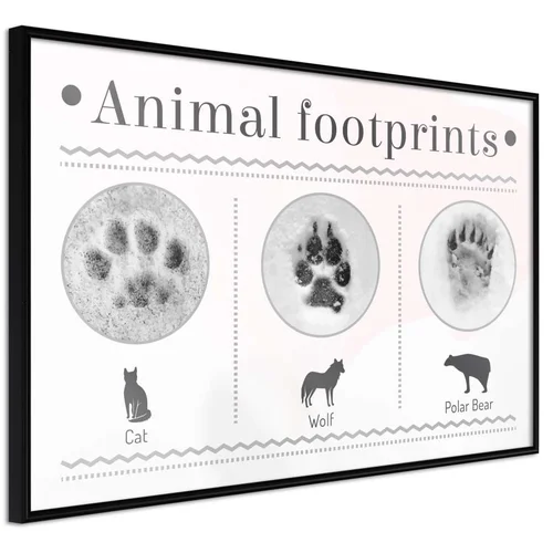  Poster - How to Recognize an Animal 45x30