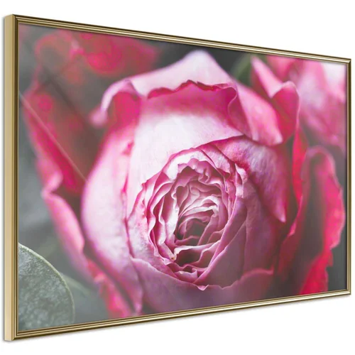  Poster - Blooming Rose 60x40