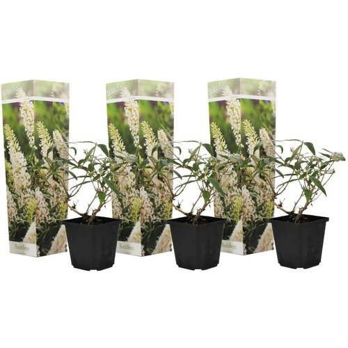 Plant in a Box davidov metuljnik - 3 kos - buddleja davidii &amp;#039;profusion&amp;#039; - vi&amp;scaron;ina 25-40cm - ⌀9cm, (21757671) Slike
