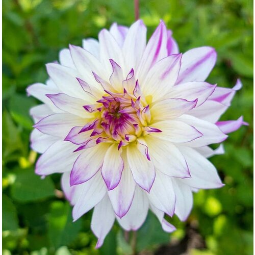 Royal De Ree Lukovica Georgina, dalija - Dahlia Cactus Crazy Love 1/1 Cene