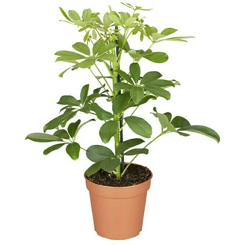 Piardino Šeflera (Schefflera arboricola, Veličina tegle: 13 cm, Zeleno bijela)
