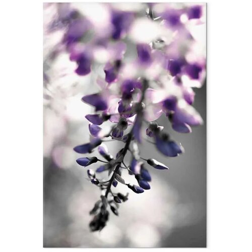  Slika - Violet Ringtones (1 Part) Vertical 60x90 Slike