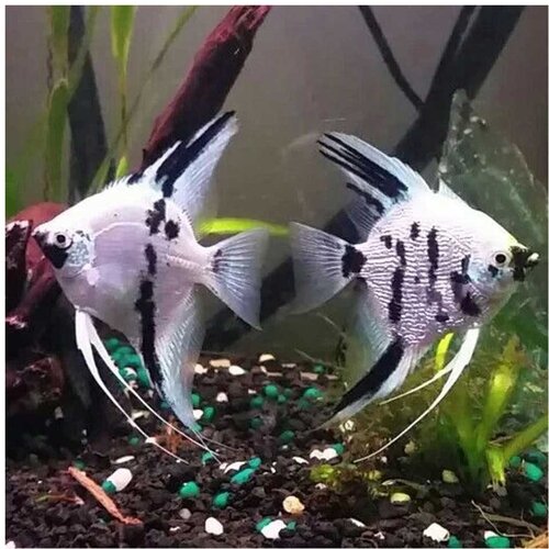 Akvarijum Centar diamond panda angelfish Cene