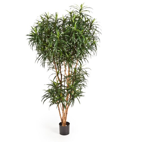 Floraworld Ve&amp;scaron;tačka dracena Anita h150 cm zelena Slike