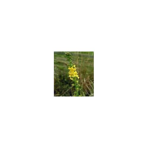 INSTITUT DR JOSIF PANČIĆ Institut Josif Pančić Čaj petrovac herba, 80g Cene