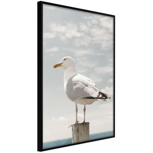  Poster - Curious Seagull 40x60