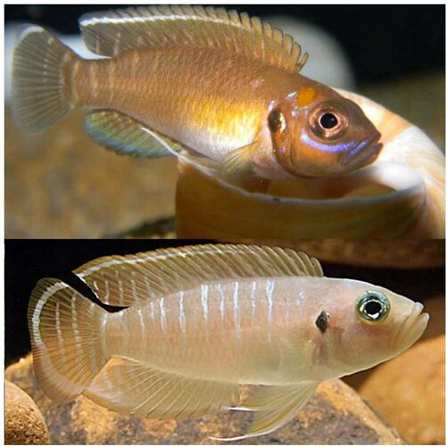 Akvarijum Centar Sun spot shell dweller calliurus Cene