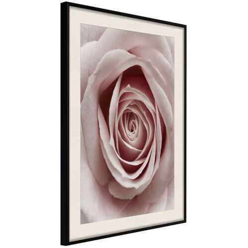  Poster - Rosebud 30x45 Slike