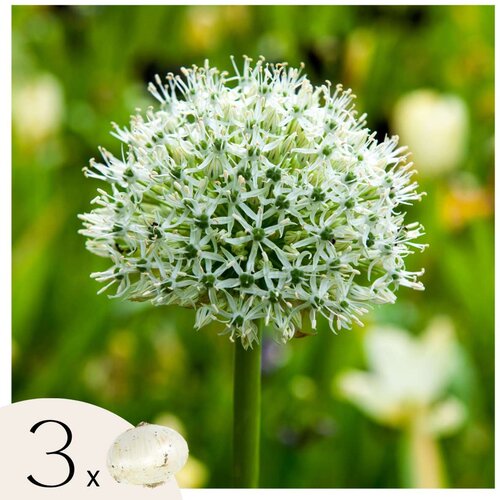 Plant in a Box Luk - 3 kos - Allium 'Mount Everest' - Cvetne čebulice - Pamet, (21755648) Cene