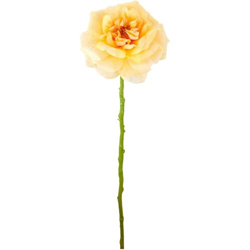 Mömax Vrtnica Rose Ii -Paz- Cene