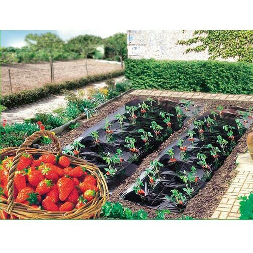 Nortene Filc za za&amp;scaron;titu jagoda (D x &amp;Scaron;: 10 x 1,4 m) Slike