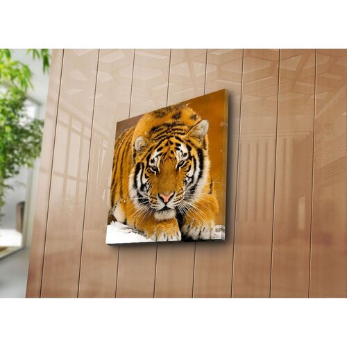 Wallxpert slika na platnu 4545NAT-6, tigar koji leži u snegu, 45 x 45 cm Cene