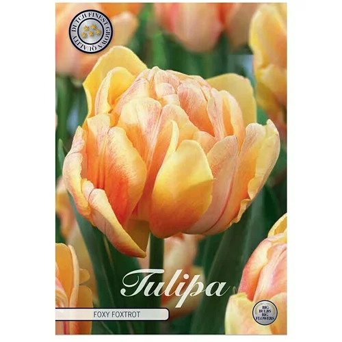  cvjetne lukovice Tulipan Foxy Foxtrot (Narančasta, Botanički opis: Tulipa)