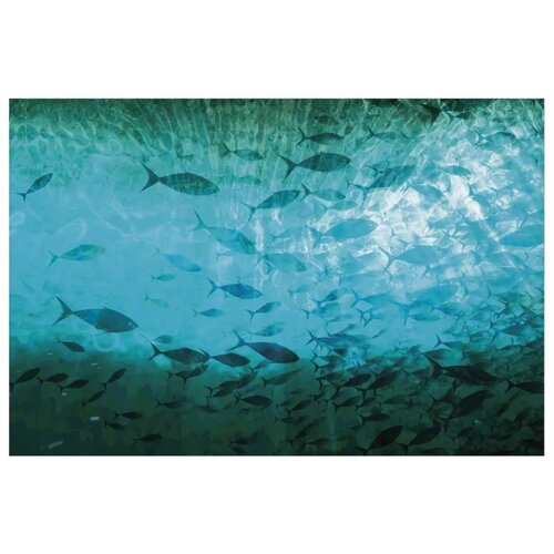  Plakat - Group of Dark Fish 90x60 Bez okvira Slike