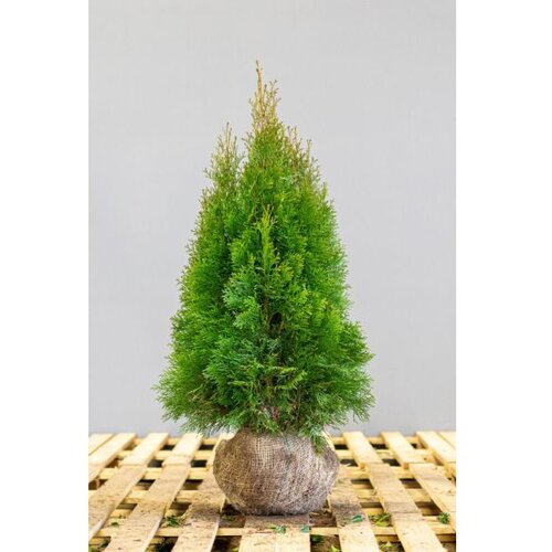 thuja occidentalis smaragd - 80/100 cm Slike