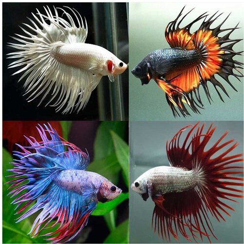 Akvarijum Centar betta crown tail Cene