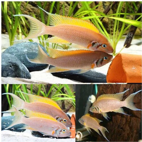 Akvarijum Centar neolamprologus pulcher Cene