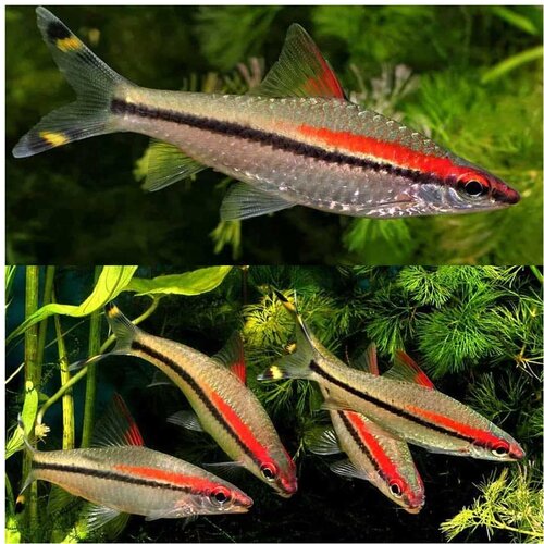Akvarijum Centar sahyadria denisonii Cene