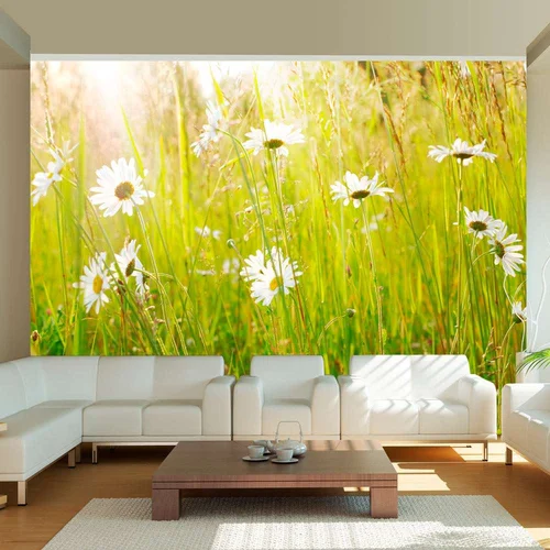  tapeta - Daisy field 350x270