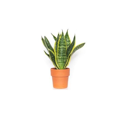  Sansevieria Futura Superbax12 Cijene