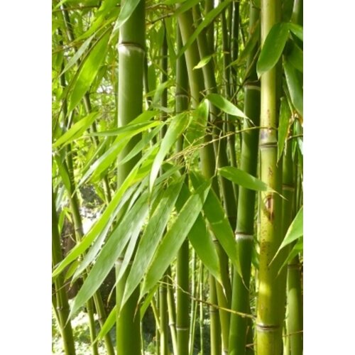 TROPICA Smaragdni bambus - 15 zrn. Cene