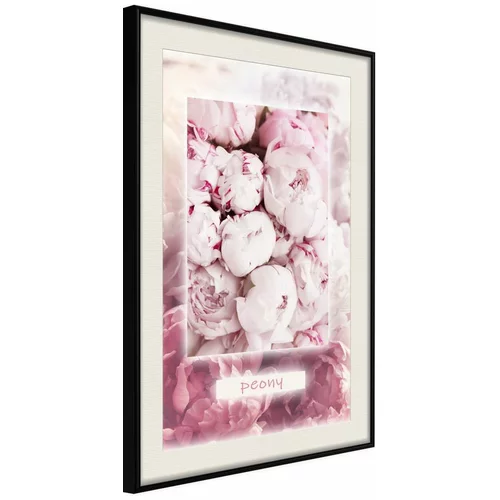  Poster - Scent of Peonies 30x45