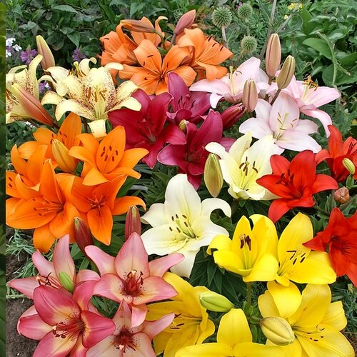 Royal De Ree Lukovica Ljiljan - Lilium Asiatic Bi-Color Levi 2/1 Slike