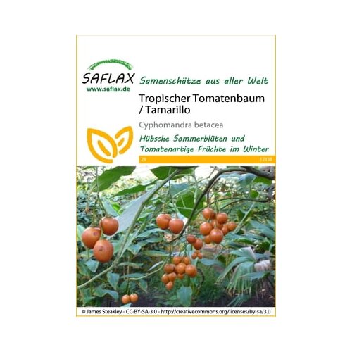 Saflax Tropsko paradižnikovo drevo / Tamarillo Slike