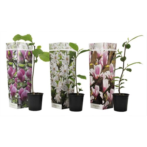 Plant in a Box magnolija - 3 kos - magnolia - višina 25-40cm - ⌀9cm, (21757736) Cene