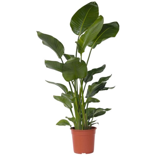 Plant in a Box strelicija - strelitzia nicolai - višina 150-170cm - ⌀28cm, (21758168) Cene