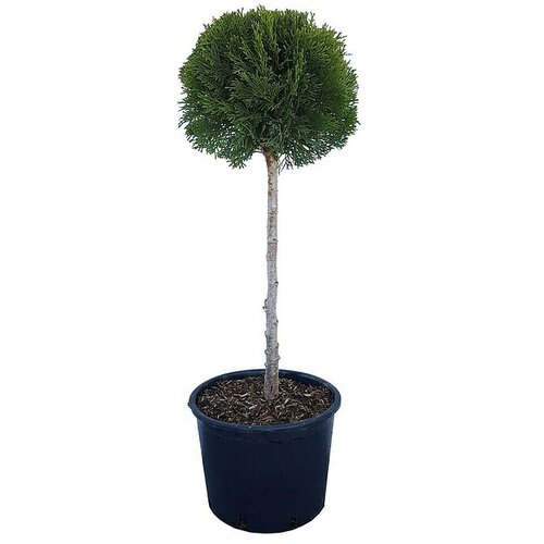  Thuja occidentalis Smaragd Kugla (Thuja occidentalis 'Smaragd', Trenutna visina rasta: 80 cm) Cijene