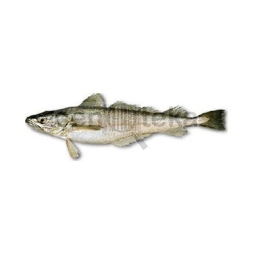 Nepoznato Oslić 1kg Cene