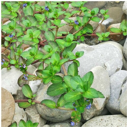 Rainforest Veronica beccabunga Cene
