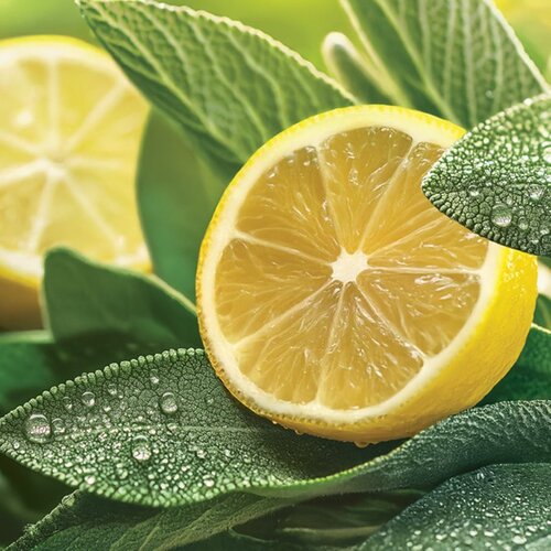 Yankee Candle Sage &amp;amp; Citrus di&amp;scaron;eča sveča Signature 110 g Slike