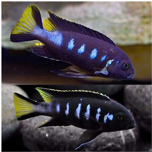 Akvarijum Centar elongatus chewere Cene