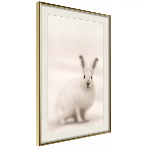  Poster - Curious Rabbit 30x45