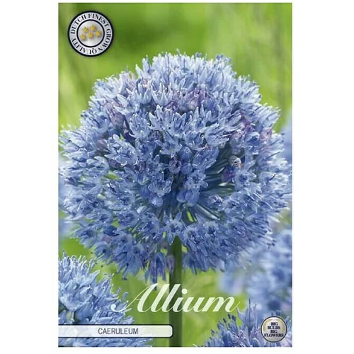  cvjetne lukovice Luk ukrasni Allium Caeruleum (Plava, Botanički opis: Allium)