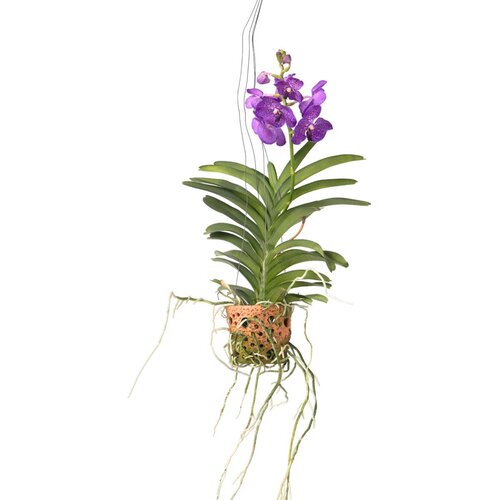 Plant in a Box orhideja vanda - vanda &amp;#039;blue&amp;#039; - vi&amp;scaron;ina 45-55cm - ⌀12cm, (21758096) Slike