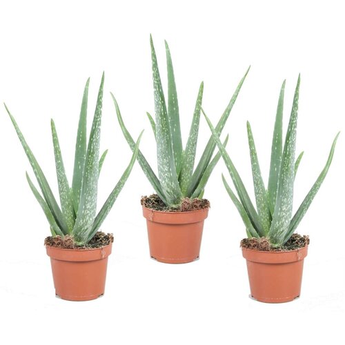Plant in a Box aloe vera - 3 kos - aloe barbadensis - višina 25-40cm - ⌀10,5cm, (21758170) Cene