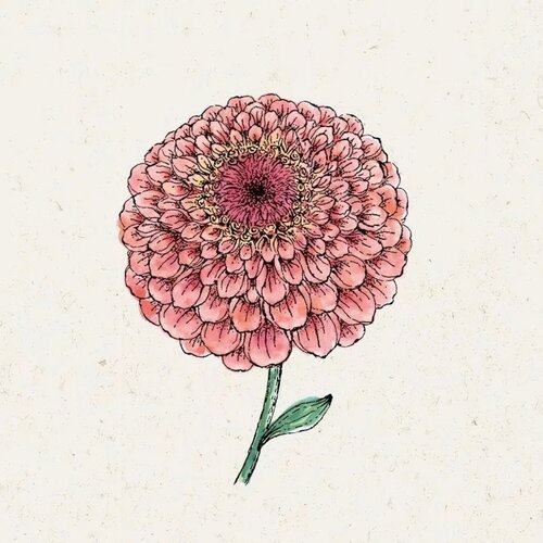 Jora Dahl Zinnia elegans "Benary"s Giant Salmon Rose" (Cinija) - 1 pkt. Cene