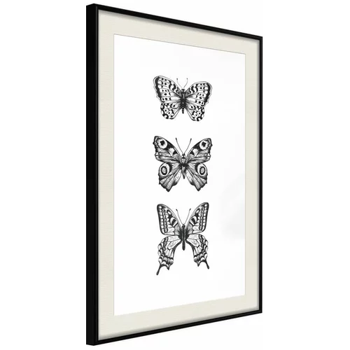  Poster - Butterfly Collection III 40x60