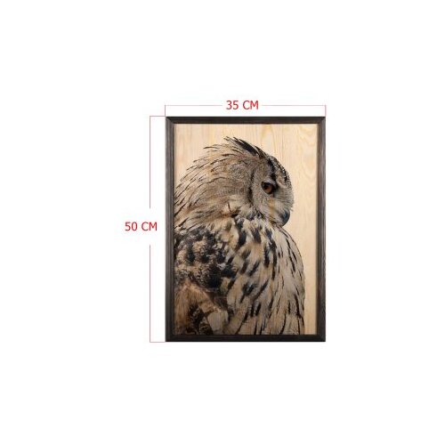 Wallity slika owl, 35 x 50 cm Cene
