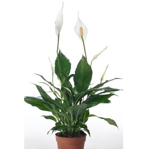 Rasadnik Topalović spathiphyllum Slike