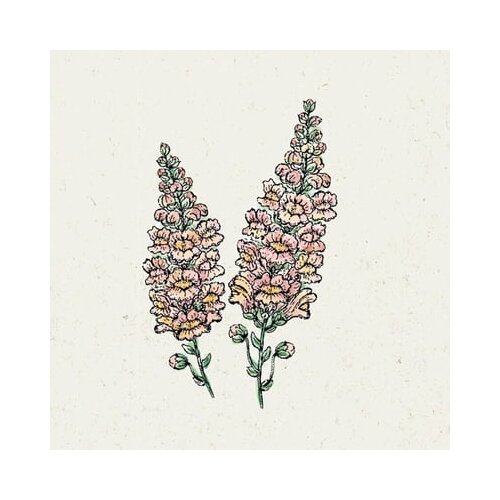 Jora Dahl Antirrhinum Majus "Costa Apricot" - odolin Cene