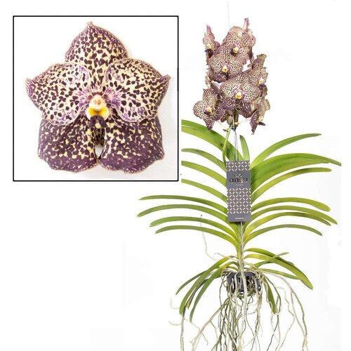 Plant in a Box Orhideja vanda - Vanda 'Ocelot Mocha' - Višina 55-65cm, (21758021) Cene