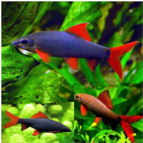Akvarijum Centar Epalzeorhynchos frenatus Cene